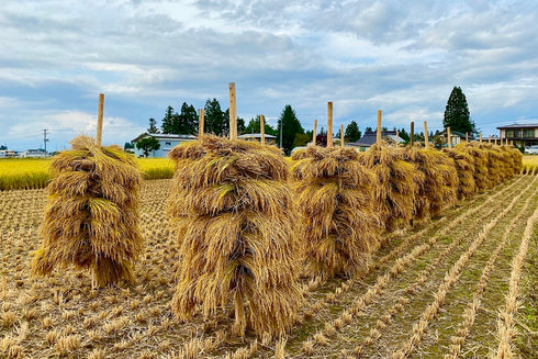 【令和7年産】特別栽培米 こしひかり 天日乾燥「和」(数量限定)
